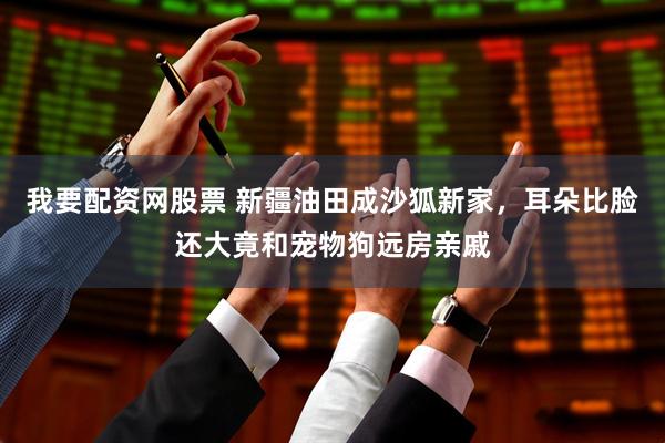 我要配资网股票 新疆油田成沙狐新家，耳朵比脸还大竟和宠物狗远房亲戚